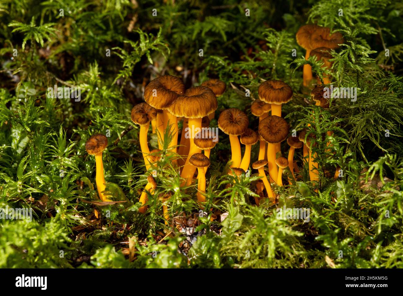 Craterellus lutescens, eine Gruppe essbarer gelber Fuss, wachsen in einem wunderschönen Herbstlicht auf moosem Waldboden. Stockfoto