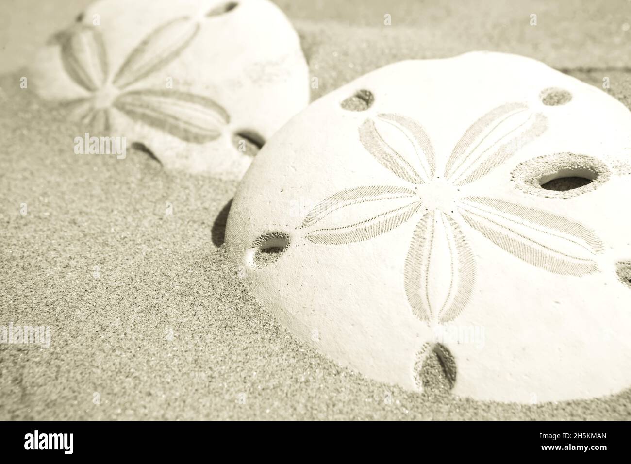 Zwei Sanddollars ruhen im Sand des Strandes. Stockfoto