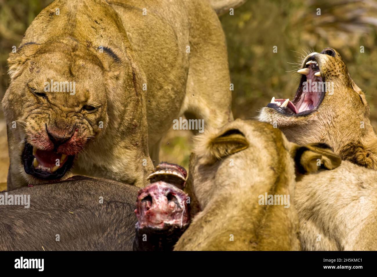 Afrikanische Löwen, Panthera leo, Schlemmen auf einen töten. Stockfoto