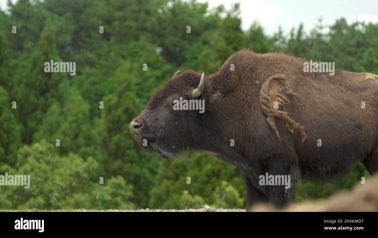 Ein Foto eines wilden Büffels Stockfoto