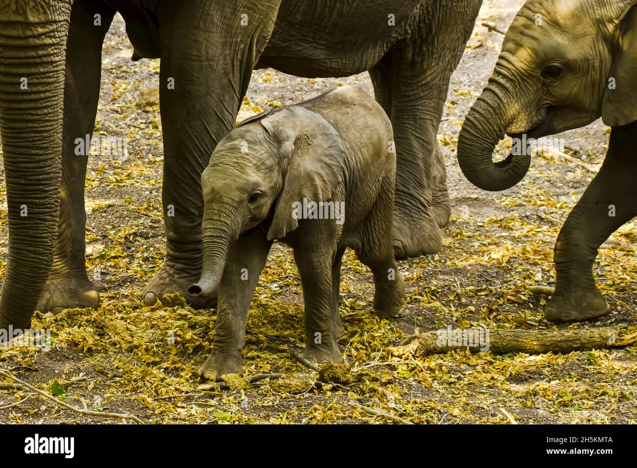 Ein junger afrikanischer Elefant spaziert mit Erwachsenen in der Herde. Stockfoto