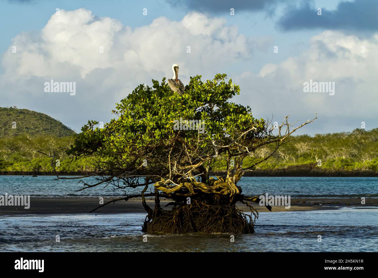 Ein braunen Pelikan sitzt in einem roten Mangroven-Baum. Stockfoto