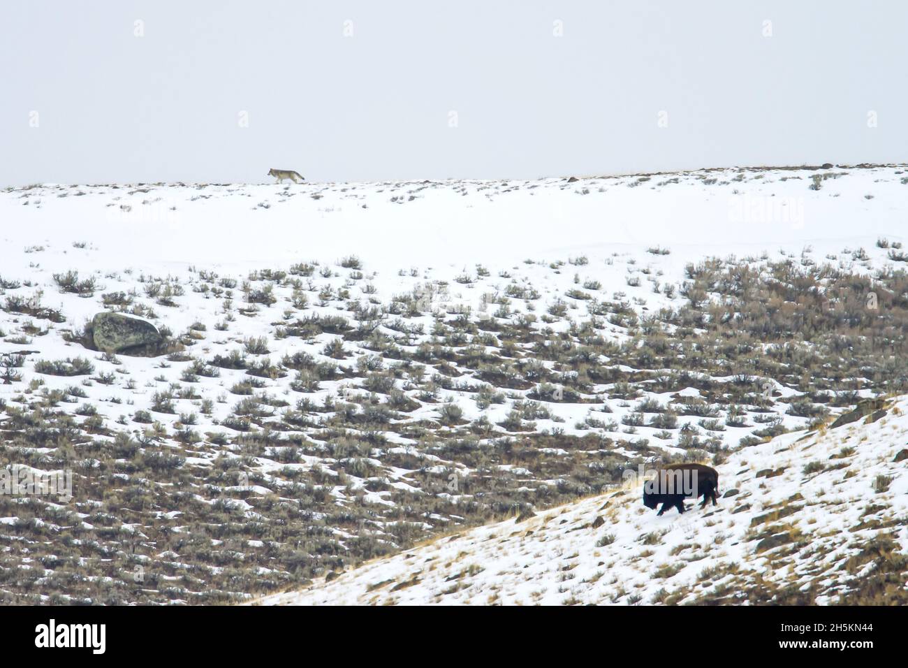 Ein grauer Wolf geht auf einem Bergrücken oberhalb eines Büffels im Schnee. Stockfoto