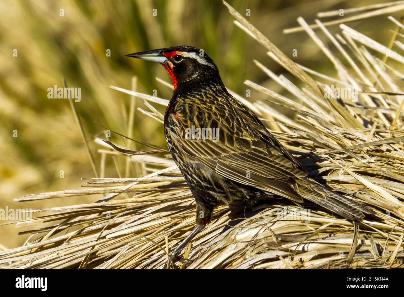 Seite Porträt einer militärischen Starling. Stockfoto