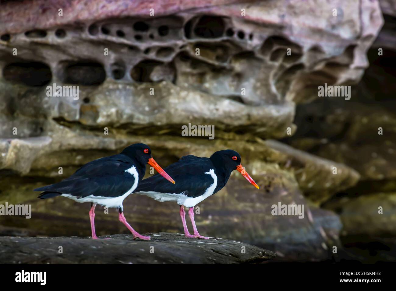 Trauerschnäpper Austernfischer stehen auf Felsen von King George River in der Kimberley Region Nordwesten Australiens. Stockfoto