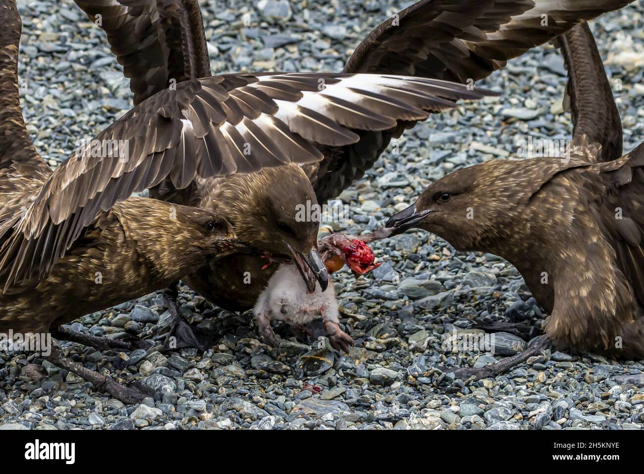 Drei braune Skuas, die ein Pinguin-Küken in der Nähe von Elephant Island in der Antarktis fressen. Stockfoto