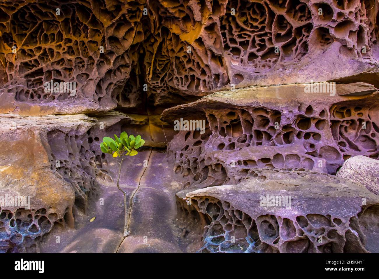 Wabe Verwitterung auf Felsen in der Koolama Bay in der Kimberley Region Nordwesten Australiens. Stockfoto