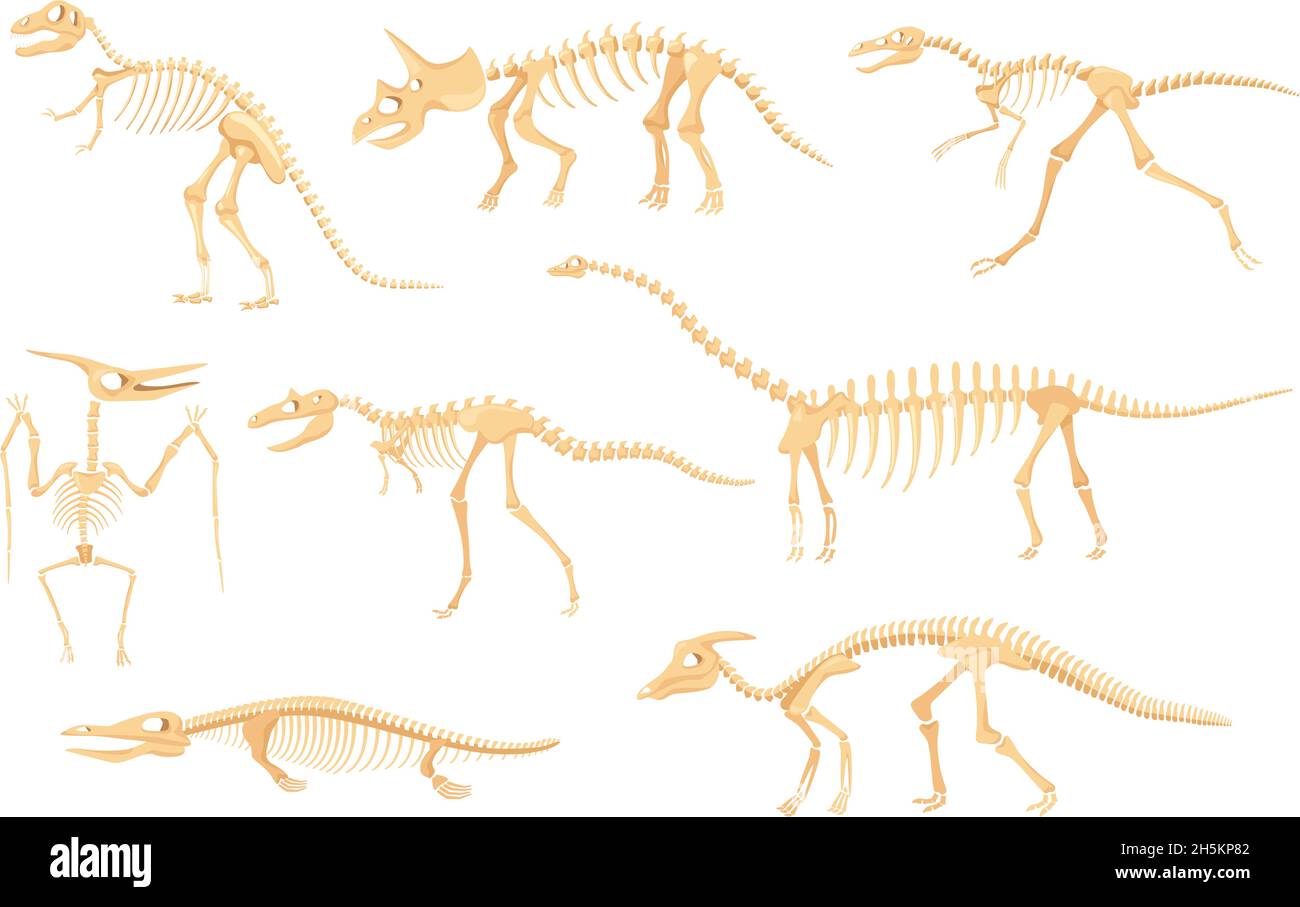 Cartoon Dinosaurier Skelette, Dinosaurier prähistorischen Knochen Fossilien. Triceratops, Pterodactyl, tyrannosaurus, altes Skelett für Museum Vektor-Set. Dino Kreaturen oder Monster für Ausstellungen Stock Vektor