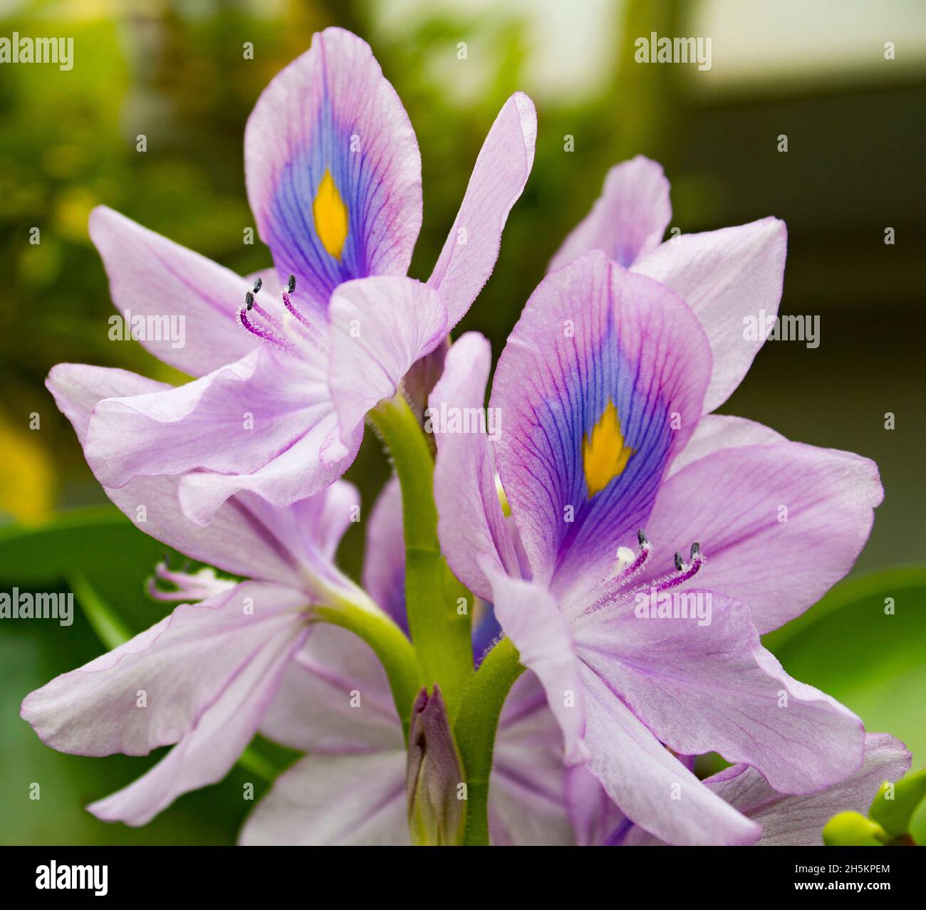 Das Bild zeigt eine violette Blume, die ein hellgelbes Zentrum zeigt und die Aufmerksamkeit auf ihre Schönheit lenkt Stockfoto