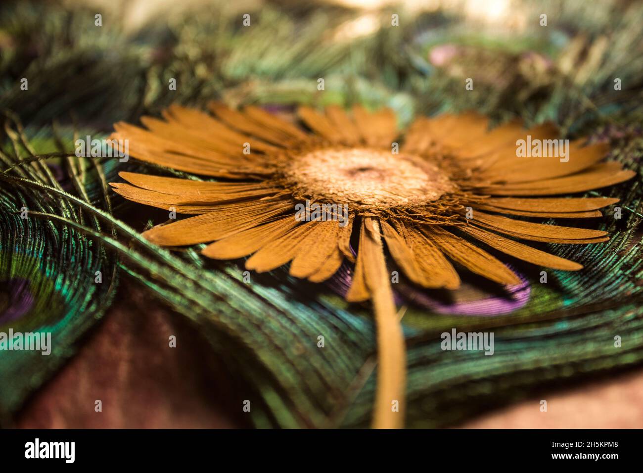 Lebendiges Blumendisplay die Blume liegt auf einem strukturierten Hintergrund aus lebhaften Grün- und Blautönen, die den Eindruck von Federn vermitteln Stockfoto