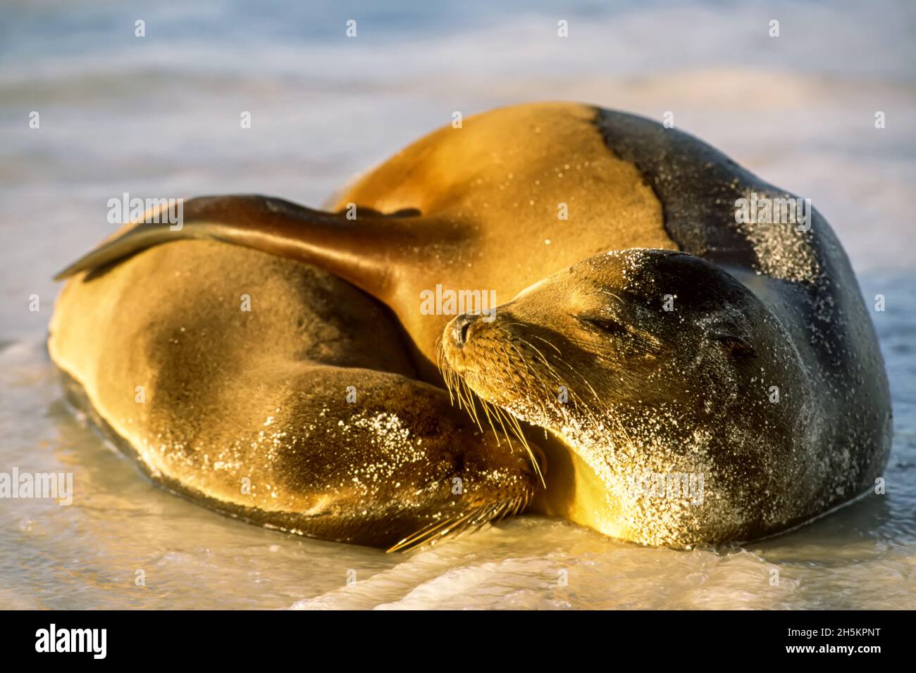 Eine Mutter Galapagos Seelöwe kuschelt ihren Welpen. Stockfoto