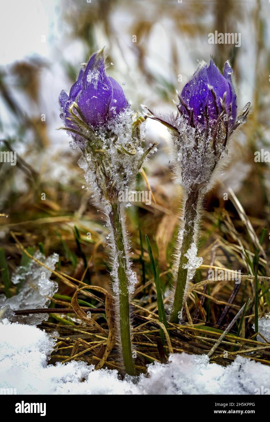 Nahaufnahme von zwei violetten Krokussen, die leicht mit Schnee bedeckt waren, in einem schneebedeckten Grasgebiet; Calgary, Alberta, Kanada Stockfoto