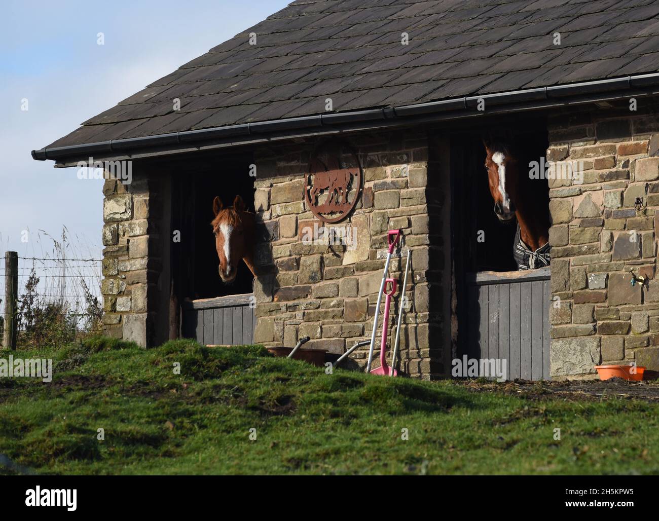 Pferde spähen über die Stalltür in den Ställen der Rossendale Moors, Lancashire, Großbritannien, Großbritannien Stockfoto