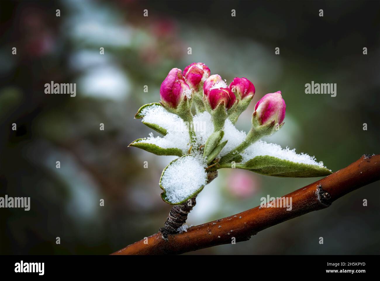 Nahaufnahme der frühen Apfelblüten, die von Schnee bedeckt sind; Calgary, Alberta, Kanada Stockfoto