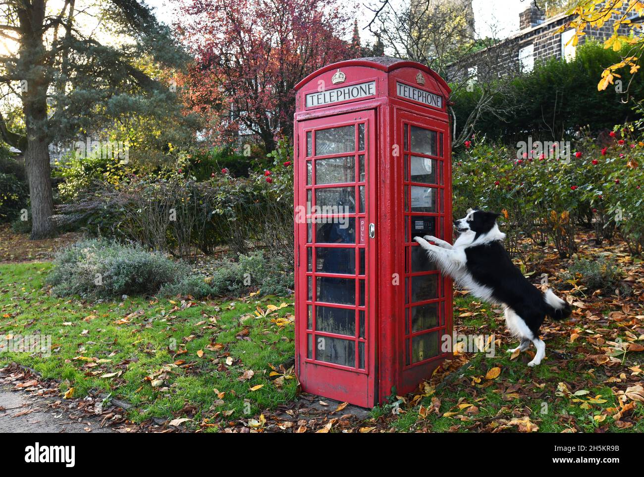 Traditioneller britischer Kiosk mit rotem Telefonkasten und Border Collie Dog im Dorf Heptonstall in der Gemeinde Calderdale in West Yorkshire, England, Stockfoto