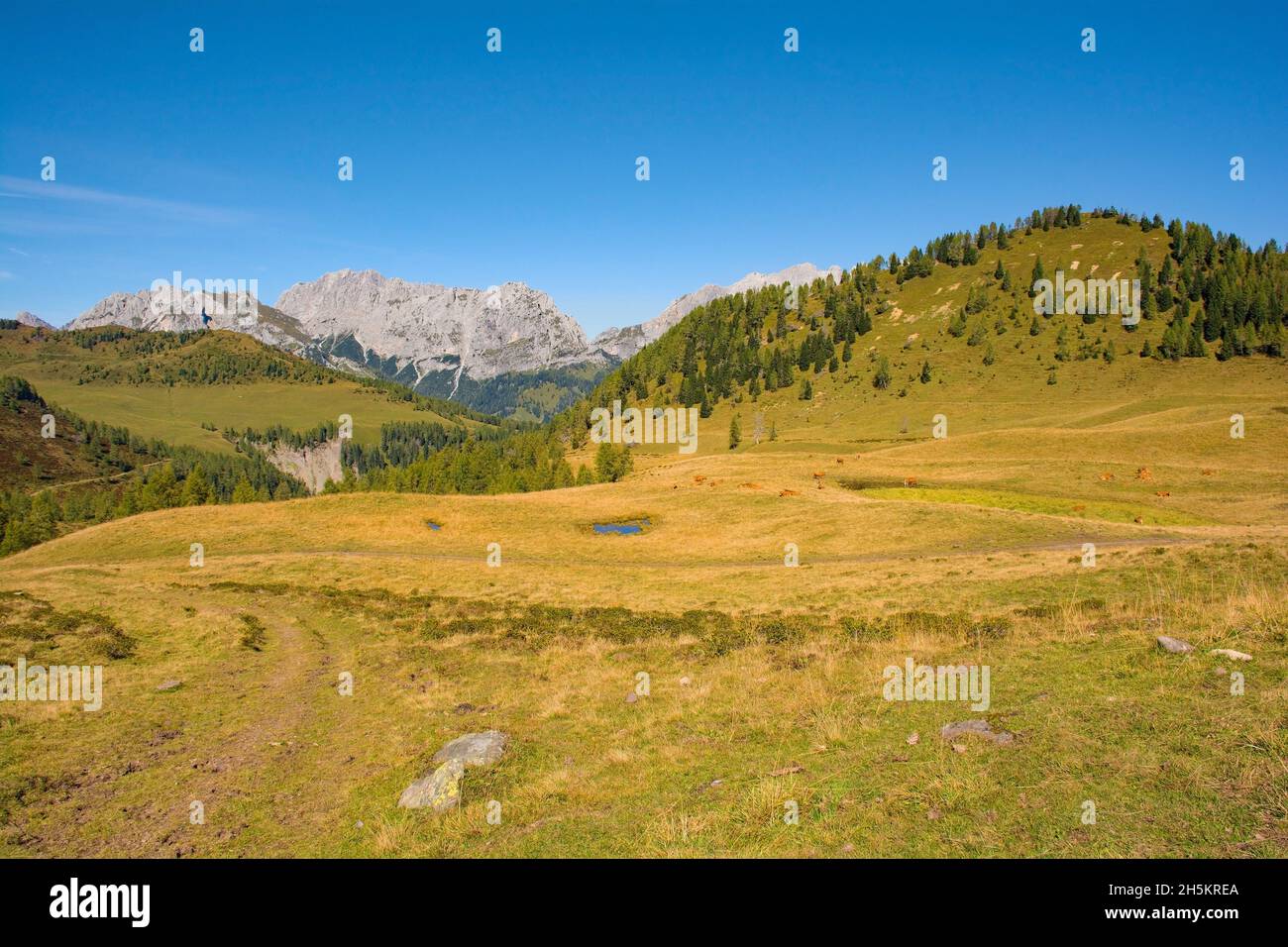 Almwiese Laghi di Festons auf den Sella Festons bei Sauris di Sopra, Provinz Udine, Friaul-Julisch Venetien, Italien. Wird als Sommerweide für Kühe verwendet Stockfoto