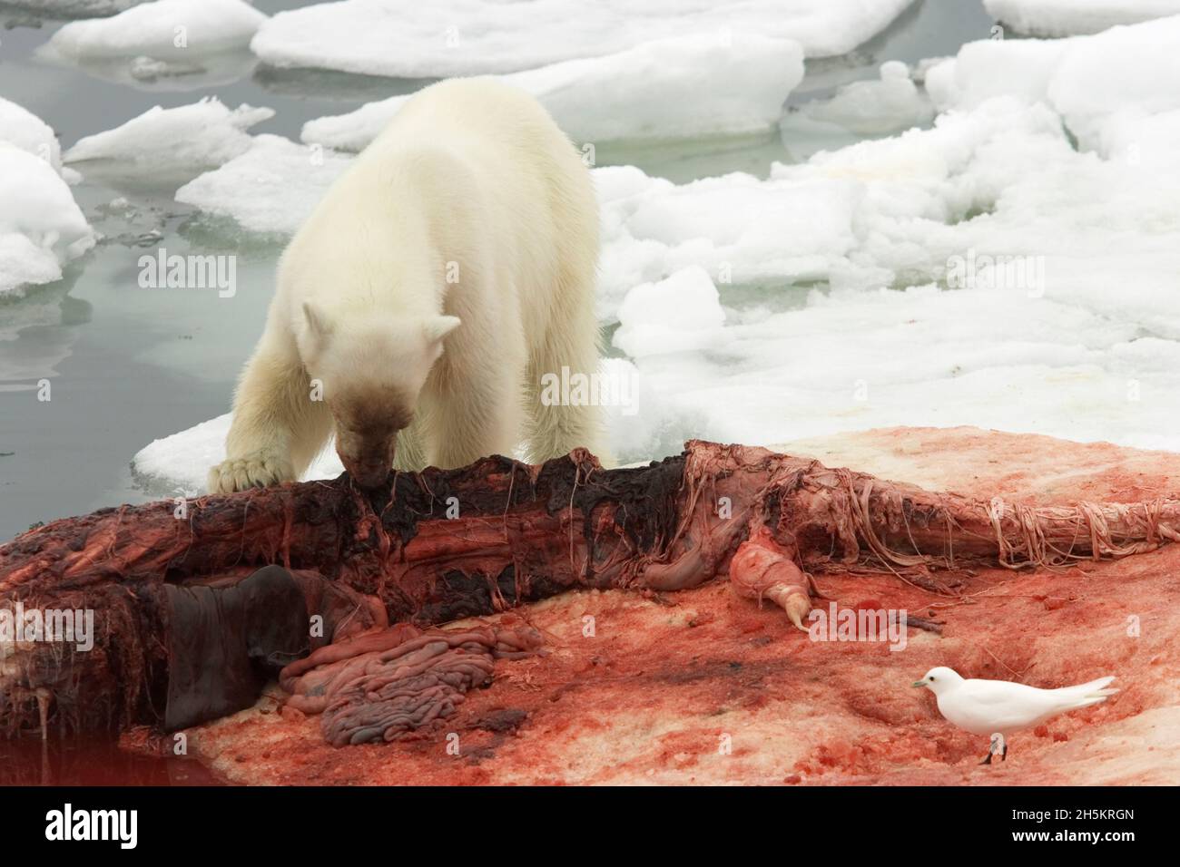 Ein Eisbär, der einen Beluga-Wal-Kadaver isst. Stockfoto