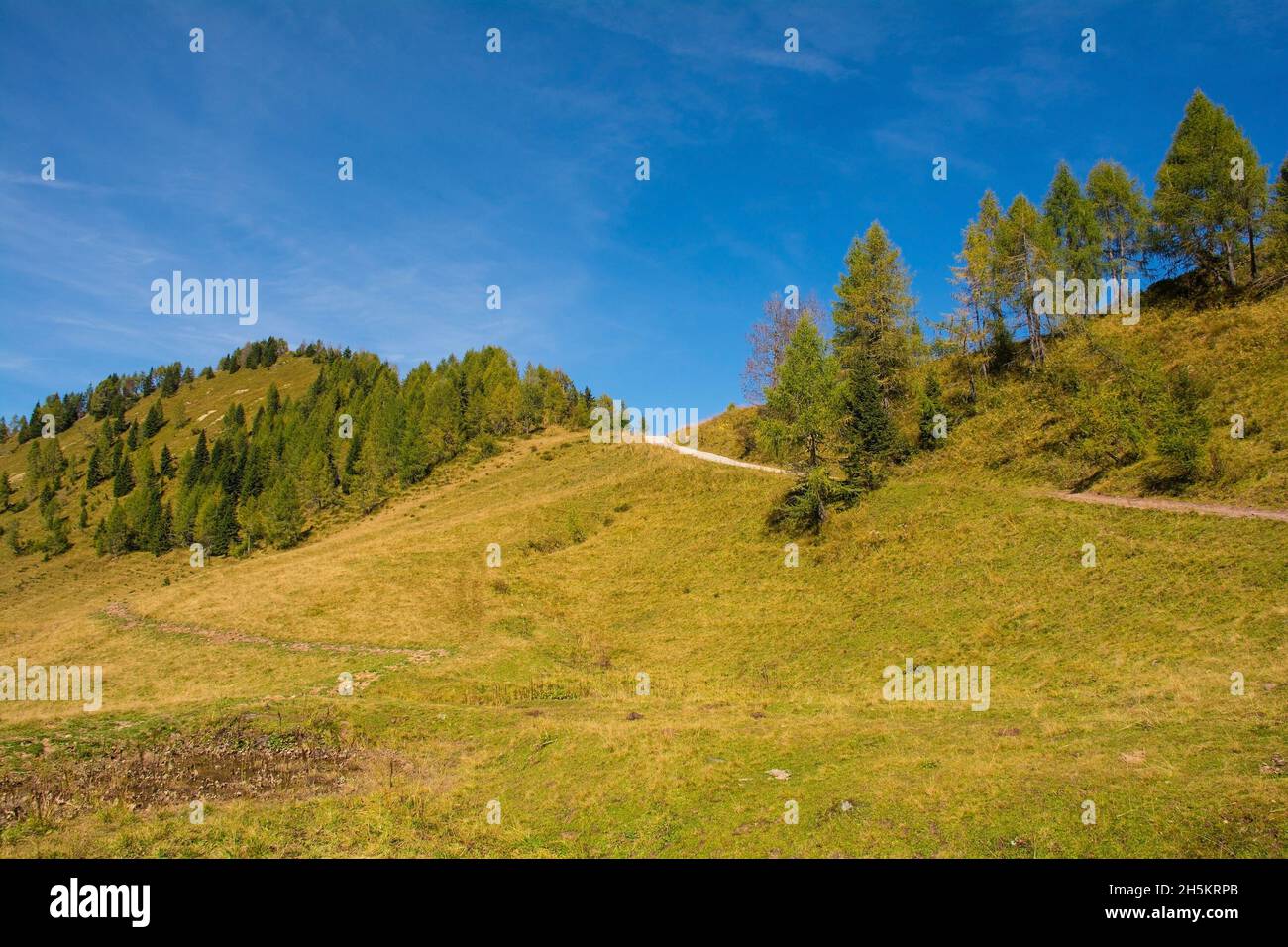 Almwiese Laghi di Festons auf den Sella Festons bei Sauris di Sopra, Provinz Udine, Friaul-Julisch Venetien, Italien. Wird als Sommerweide für Kühe verwendet Stockfoto