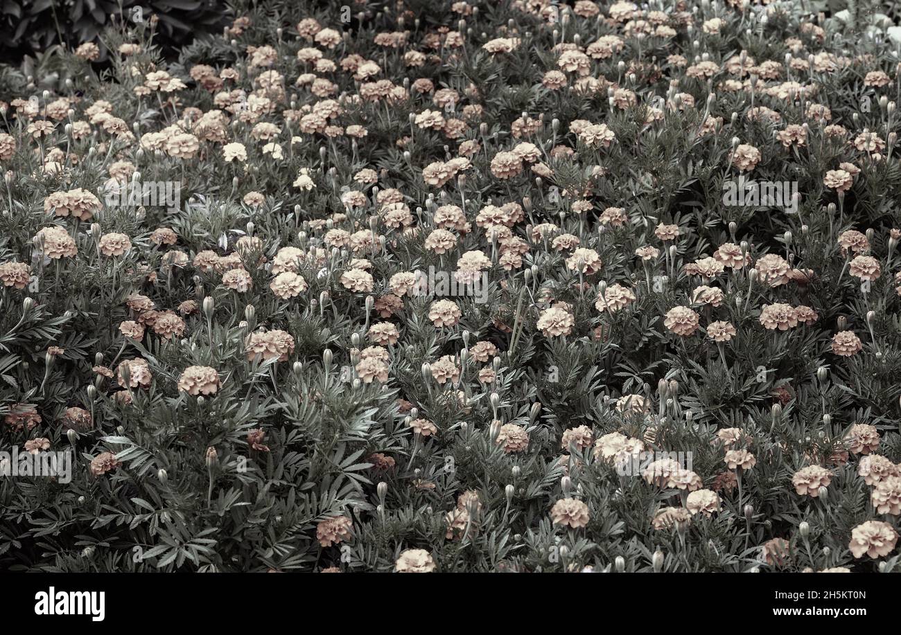 Gelb-orange Blüten von Ringelblumen oder Tageten, die in einem Blumenbeet im Garten blühen. Tagetes Werk Tagetes erecta, mexikanische Ringelblume, aztekische Ringelblume, Stockfoto