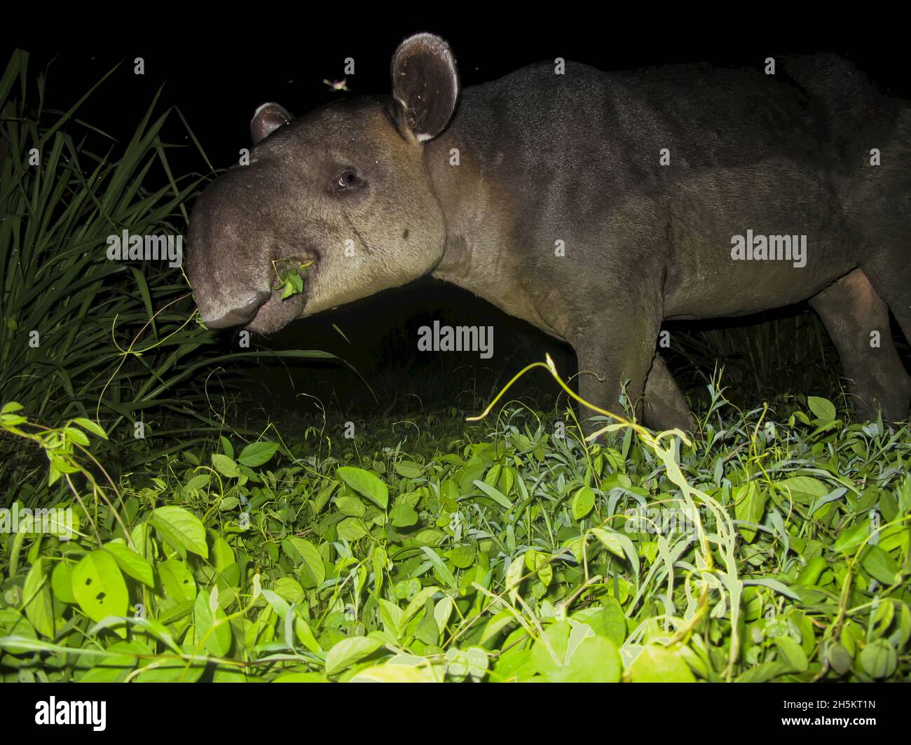Ein Tapir Essen Reben in einer Dschungel-Lichtung. Stockfoto