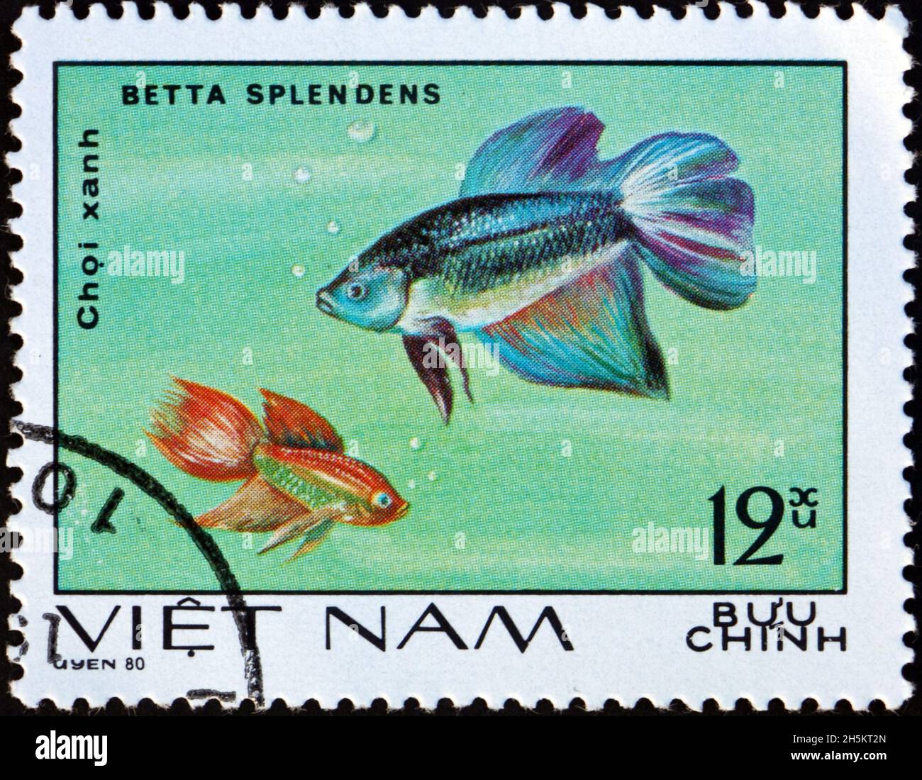 VIETNAM - UM 1981: Eine in Vietnam gedruckte Marke zeigt siamesische Kampffische, Betta splendens, eine Art tropischer Süßwasserfische, um 1981 Stockfoto