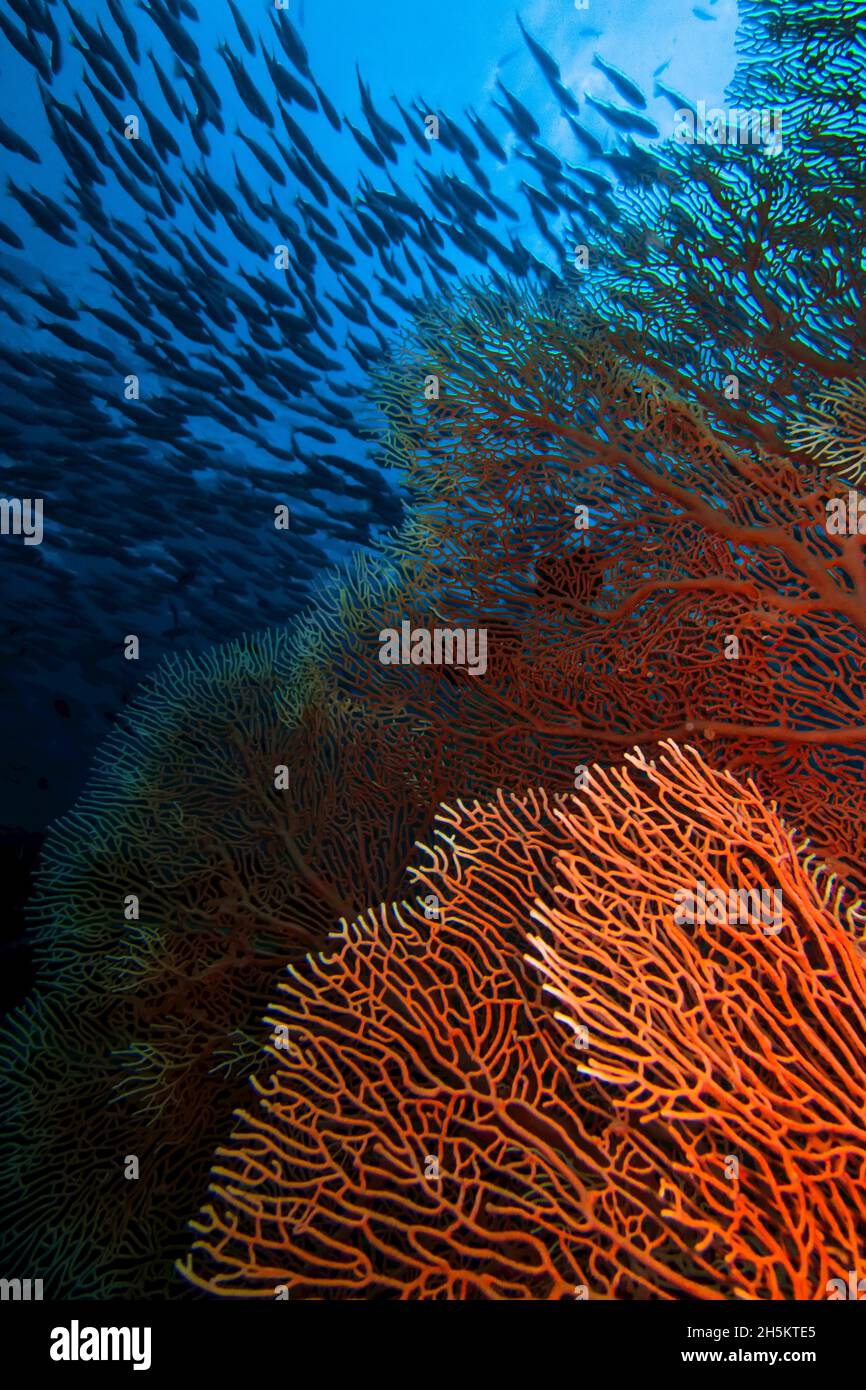 Ein roter Fan Korallen im blauen Wasser mit eine Schule der Fische oben. Stockfoto