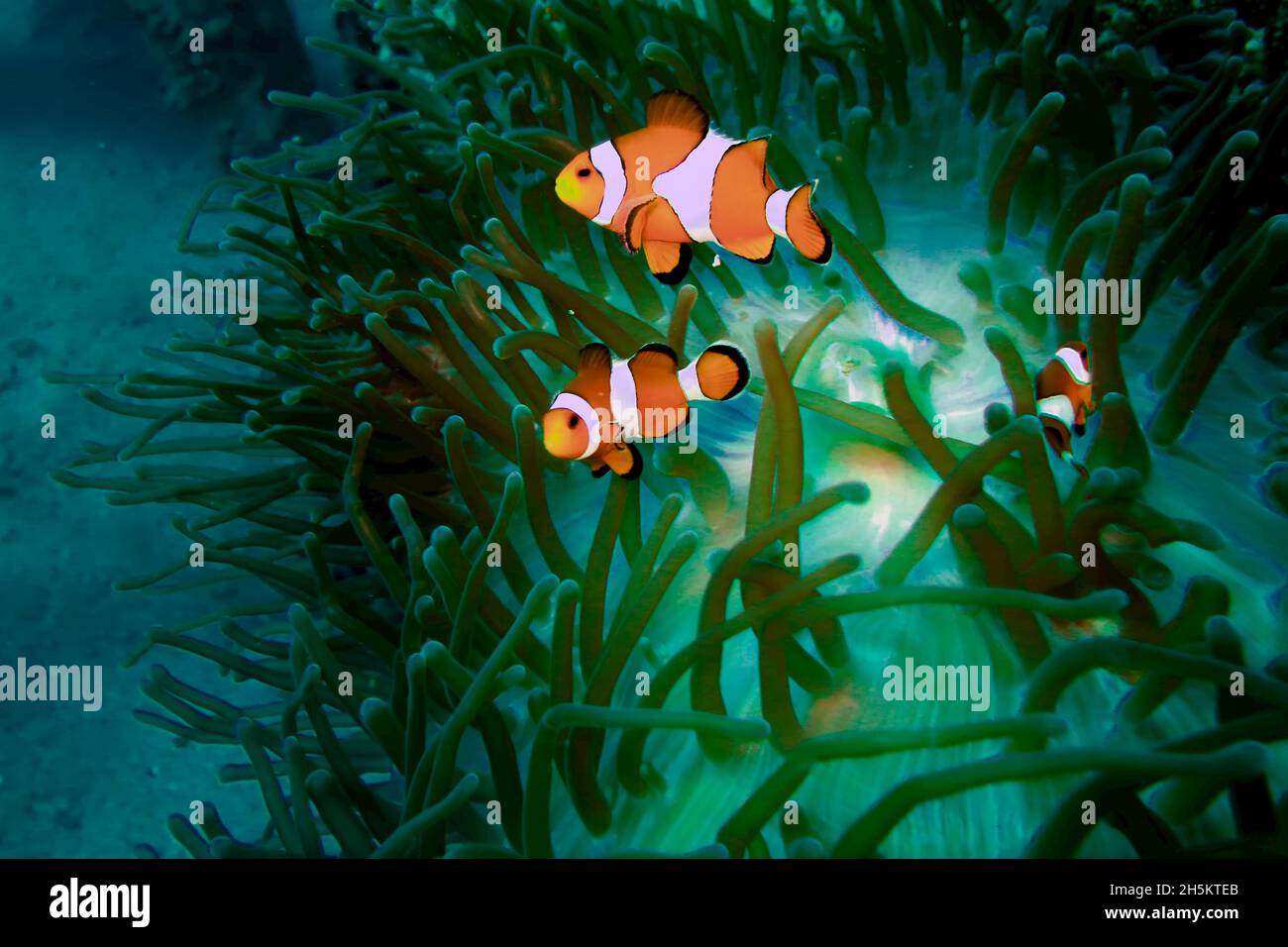 Eine Nahaufnahme von einem falscher Clown Anemonenfisch, Amphiprion Ocellaris, Schwimmen in einer Anemone. Stockfoto