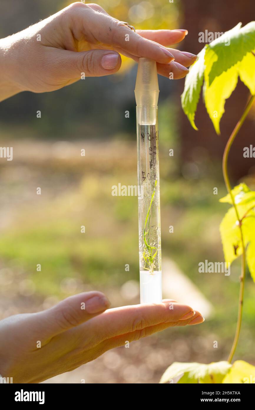 Untersuchung der Eigenschaften von Weizen in einem Gewächshaus Stockfoto