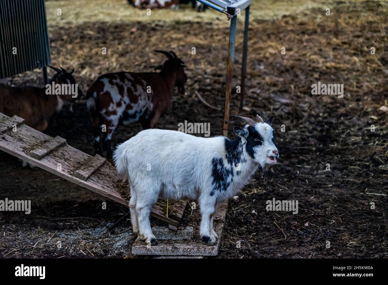 Kleine niedliche Ziege mit Familie Stockfoto