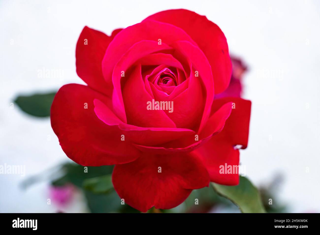 Rote Rose... Die Rosa-Gattung besteht aus einer bekannten Gruppe von meist dornigen und blumigen Sträuchern, den wichtigsten Vertretern der Familie der Rosaceae.die Stockfoto