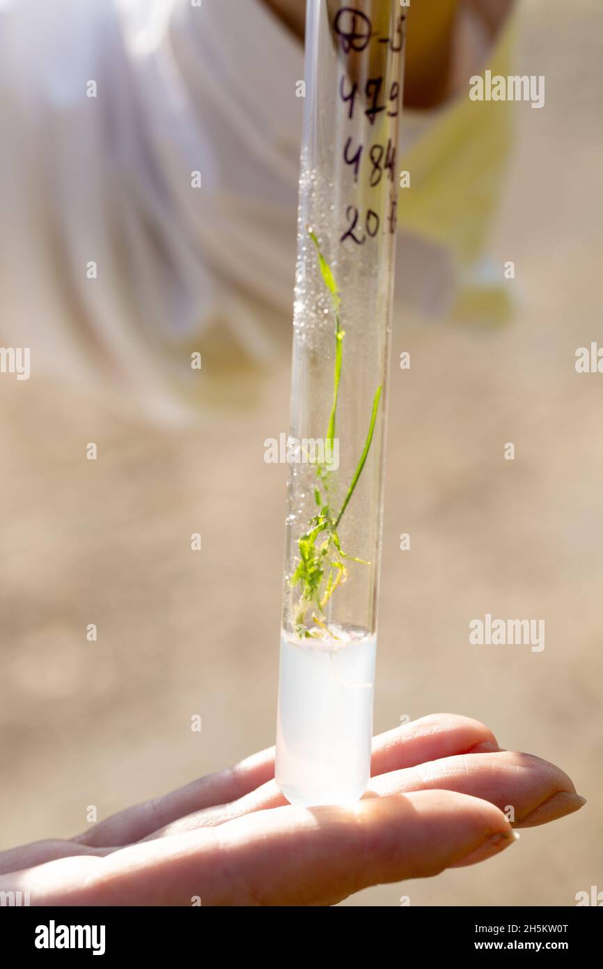 Untersuchung der Eigenschaften von Weizen in einem Gewächshaus Stockfoto