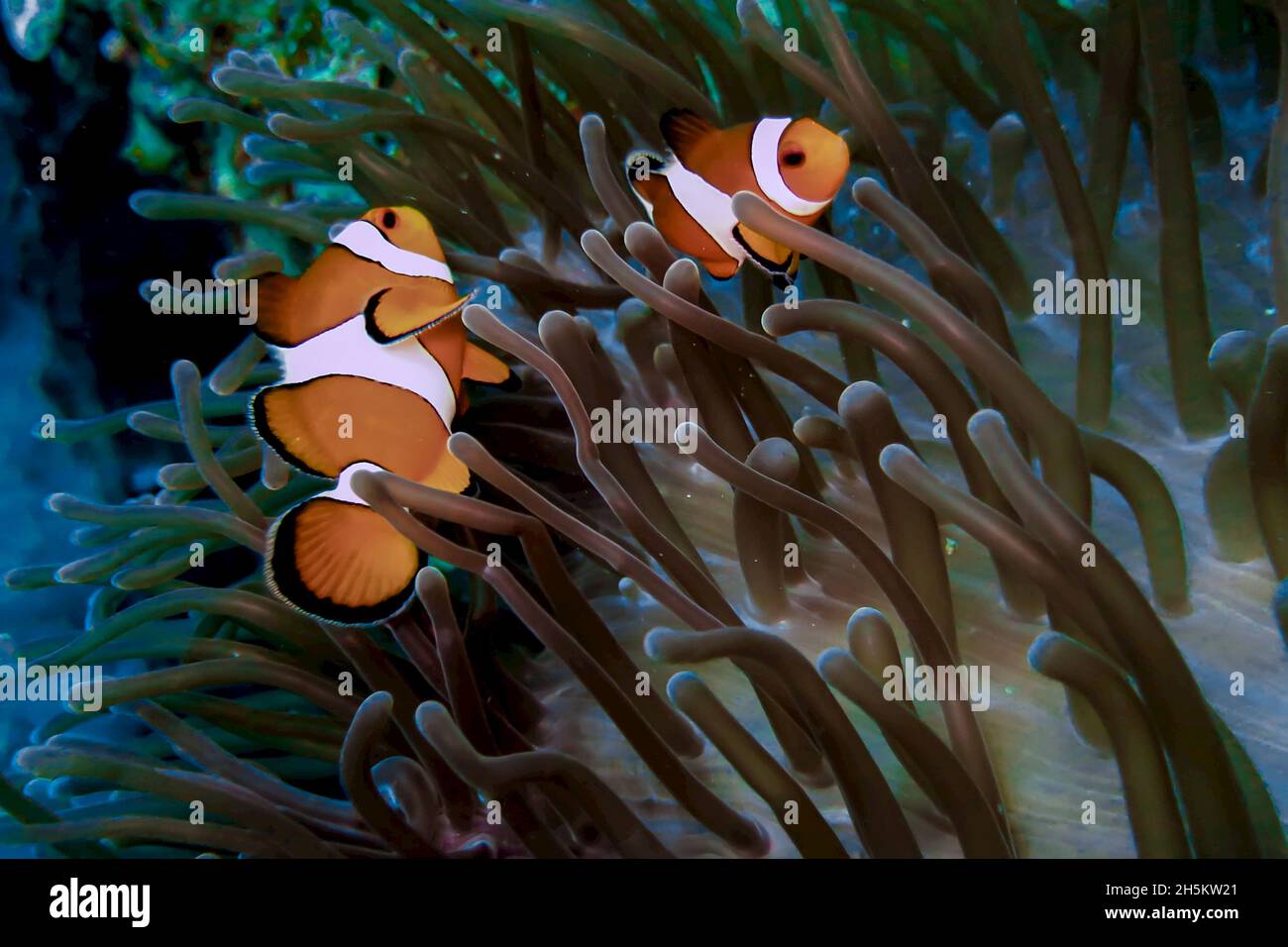 Eine Nahaufnahme von einem falscher Clown Anemonenfisch, Amphiprion Ocellaris, Schwimmen in einer Anemone. Stockfoto