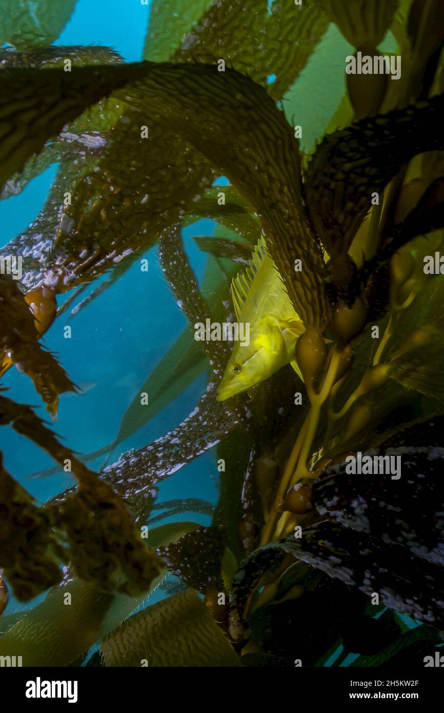 Ein Seetang-Fisch versteckt sich zwischen den Seetang auf den Kanalinseln. Stockfoto