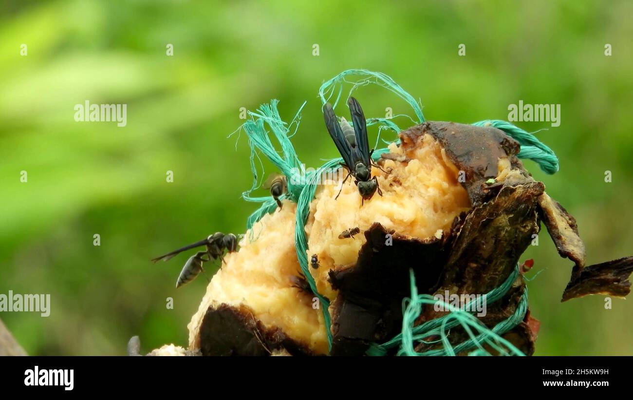 Insekten fressen eine Frucht Stockfoto