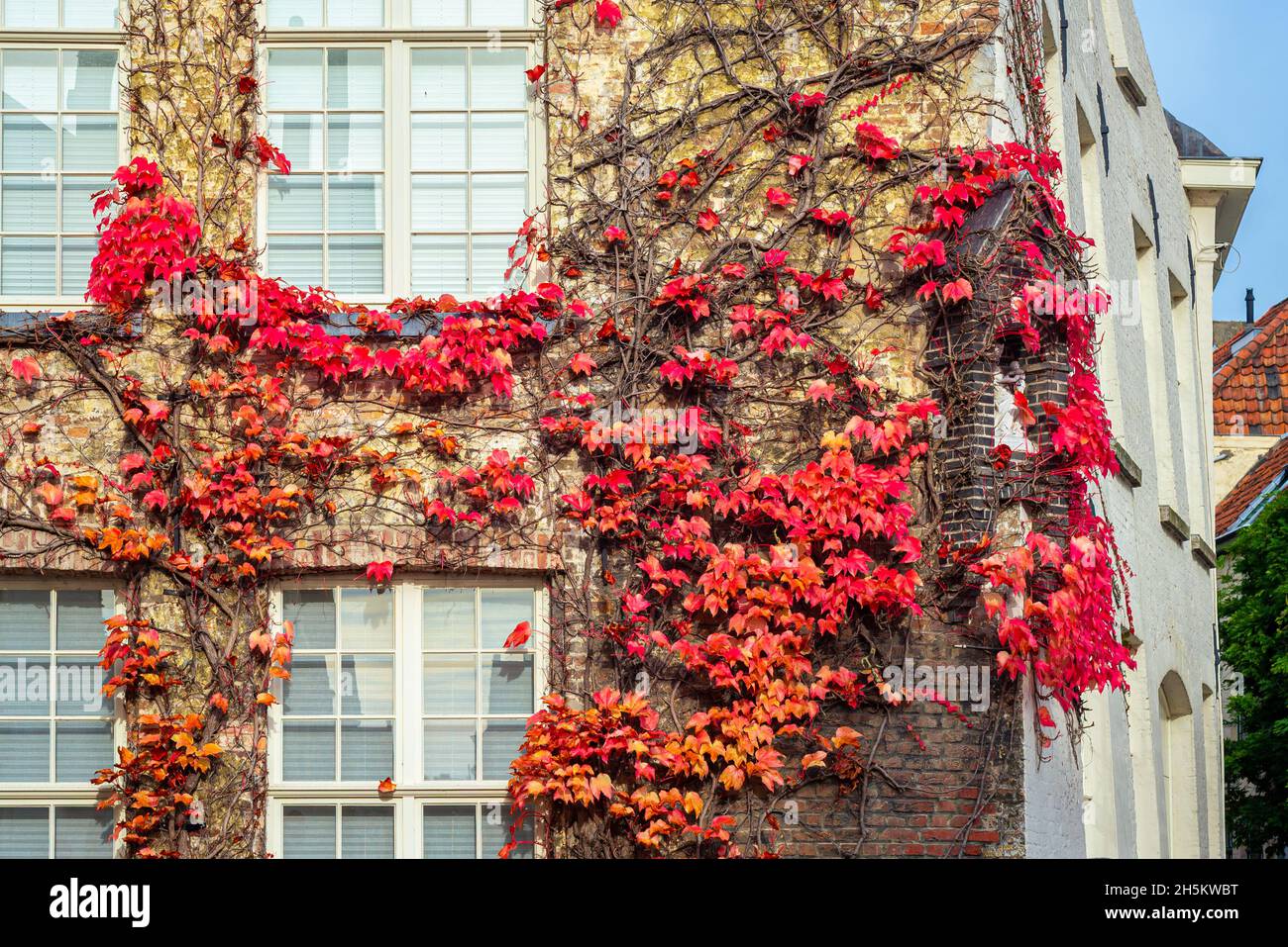 Kletterpflanze mit roten Blättern an der Wand eines Hauses Stockfoto