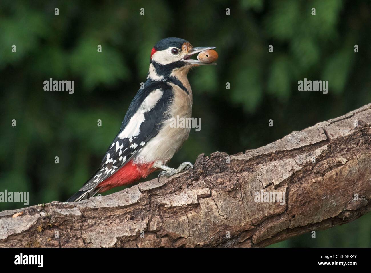 Buntspecht / Buntspecht (Dendrocopos major) Männchen, das auf einem Zweig mit Haselnuss im Schnabel thront Stockfoto