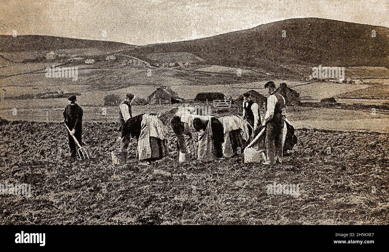 1908 Orhir, Orkney, Schottland - Eine Gruppe von lokalen Männern und Frauen, die zur Erntezeit auf den Feldern arbeiten. Stockfoto