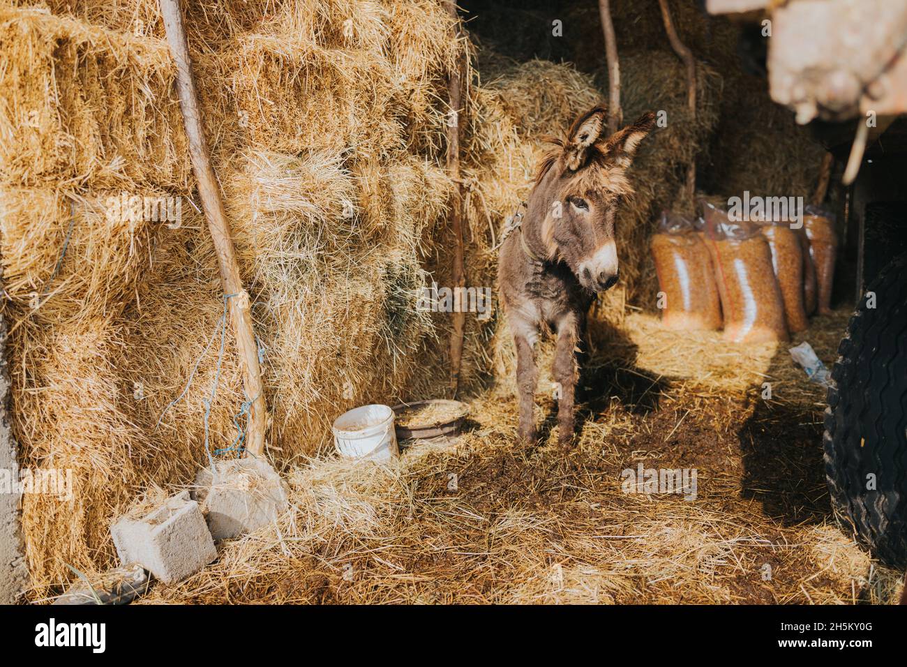 Schöne Aufnahme eines Esels in einer Scheune voller Heu Stockfoto