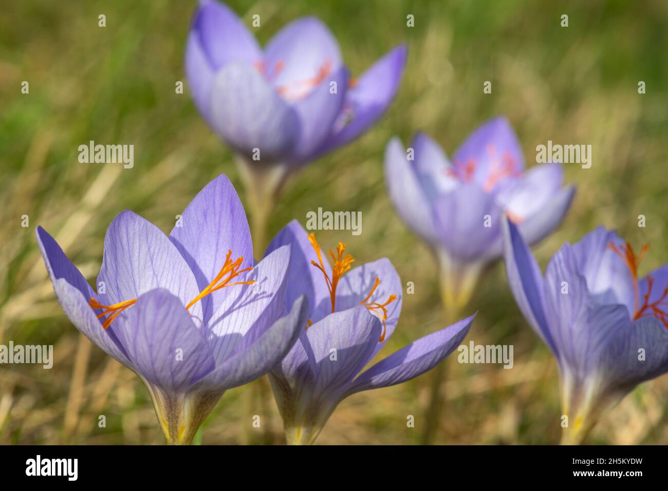 Nahaufnahme der blühenden Biebersteins-Krokusse (Crocus speciosus) Stockfoto
