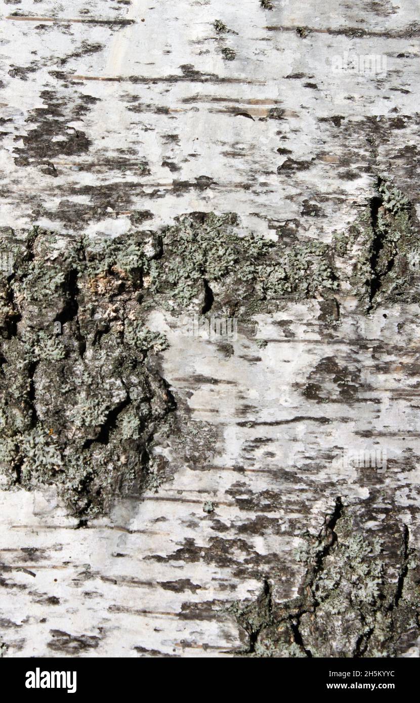 Weißgraue Oberfläche der Rinde eines Birkenstammes Stockfoto