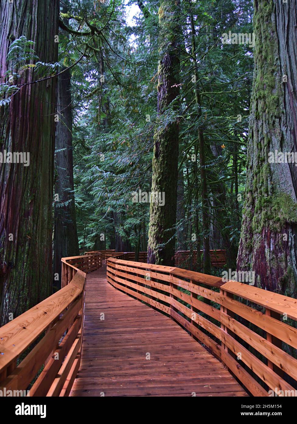 Porträtansicht einer Holzpromenade, die an großen roten Zedernbäumen im alten Wald am Cathedral Grove im MacMillan Provincial Park, BC, Kanada, vorbeiführt. Stockfoto