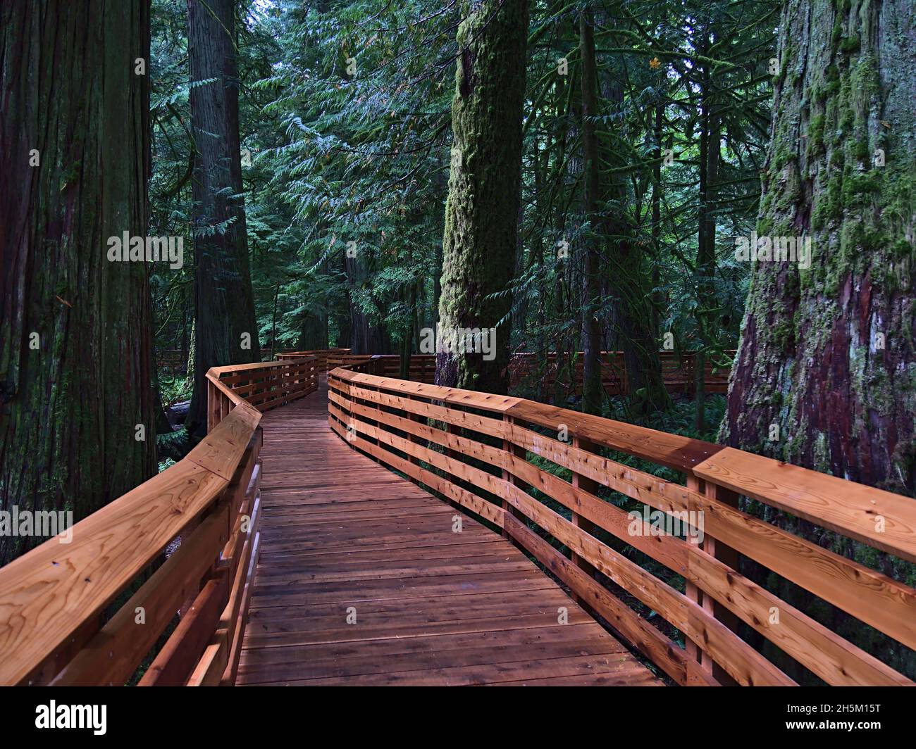 Schwindende Perspektive der hölzernen Promenade, die durch alten Wald mit westlichen roten Zedernbäumen in Cathedral Grove, Vancouver Island, BC, Kanada führt. Stockfoto