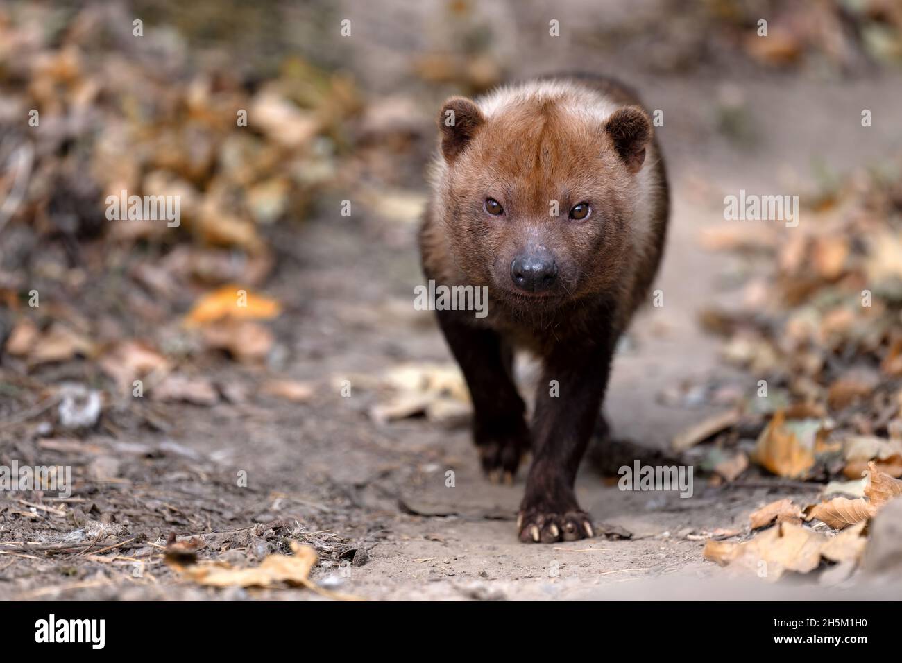 Waldhund läuft auf dem Trail. Stockfoto