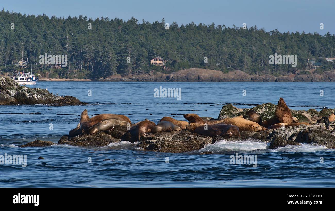 Ansicht einer kleinen Kolonie von kalifornischen Seelöwen auf einer kleinen Felseninsel im Salishen Meer mit Insel im Hintergrund in British Columbia, Kanada. Stockfoto