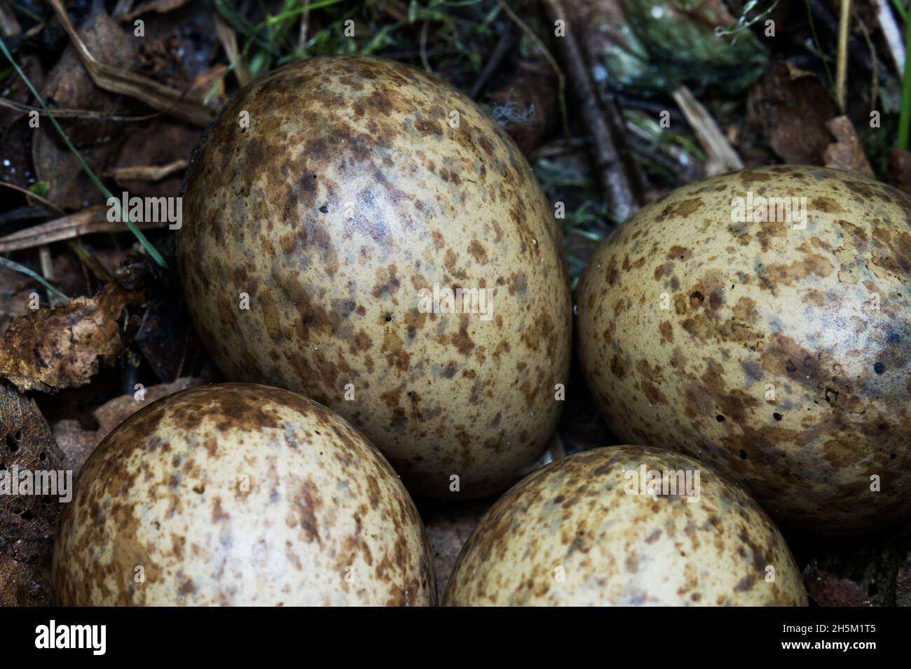 Ein Nest mit vier Eiern eines eurasischen Holzhahns, Scolopax rusticola im estnischen Nadelwald während der Brutzeit. Stockfoto