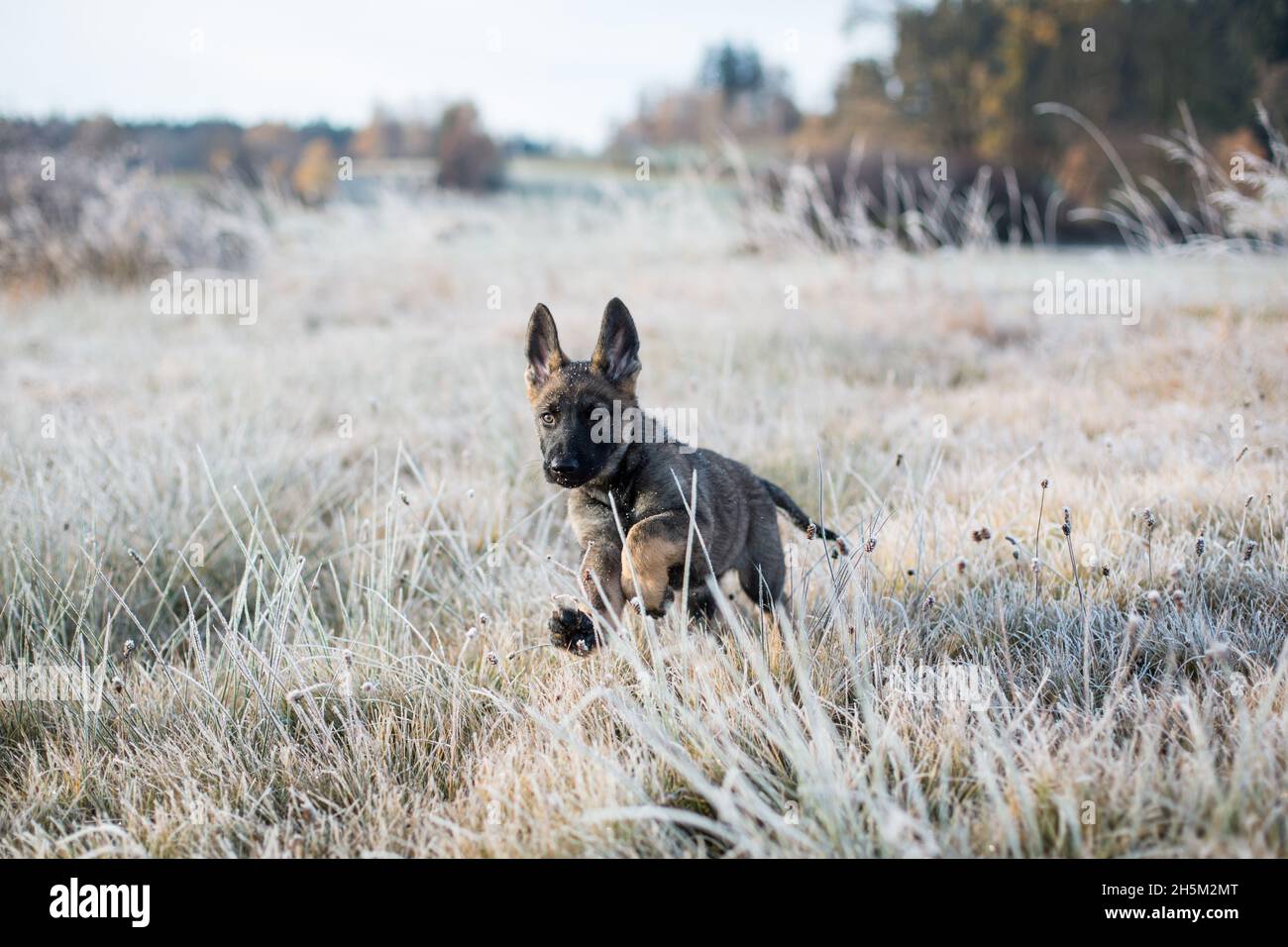 Deutscher Schäferhund Welpe (Elsässer) spielt auf einer frostigen Wiese Stockfoto