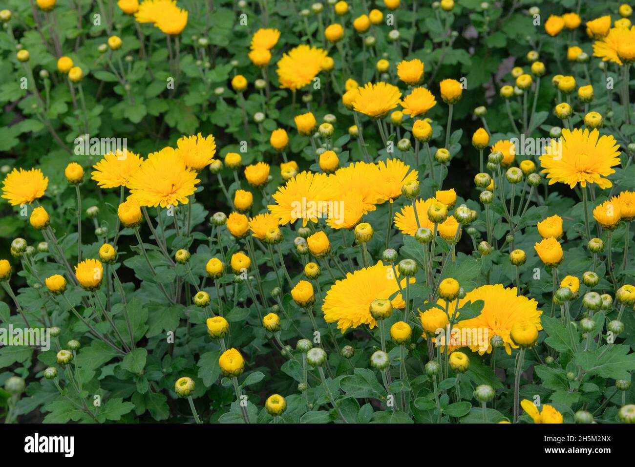 Chrysanthemen Tapete. Gelber, heller, malerischer Hintergrund. Blühende Chrysanthemen Knospen in Botanik Kindergarten. Stockfoto