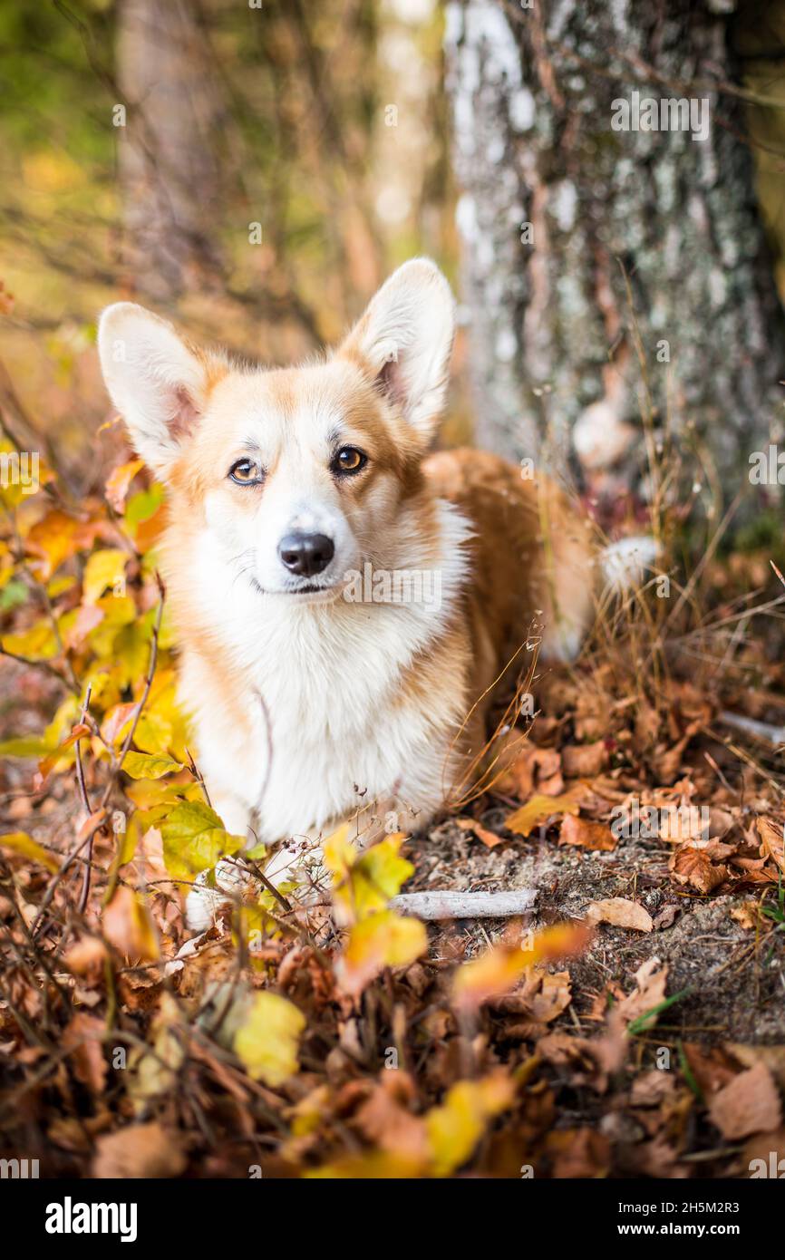 Welsh Corgi Pembroke im Herbst Stockfoto
