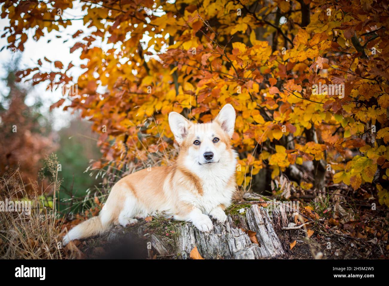 Welsh Corgi Pembroke im Herbst Stockfoto