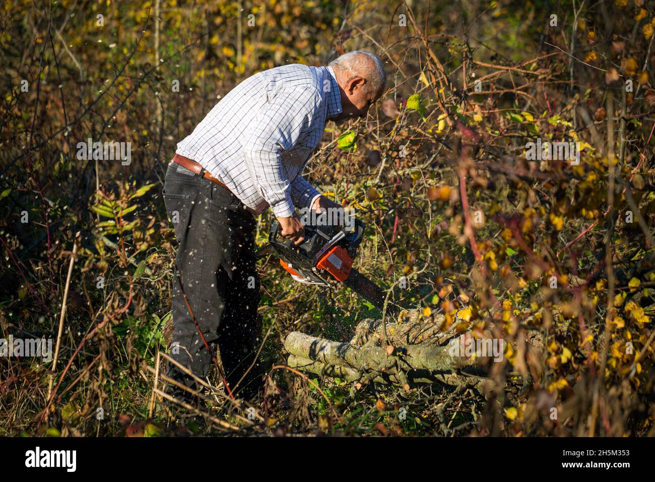 Abbildung eines Mannes, der Bäume und Sträucher mit einer Benzin-Kettensäge schneidet, um einen Hof zu räumen Stockfoto